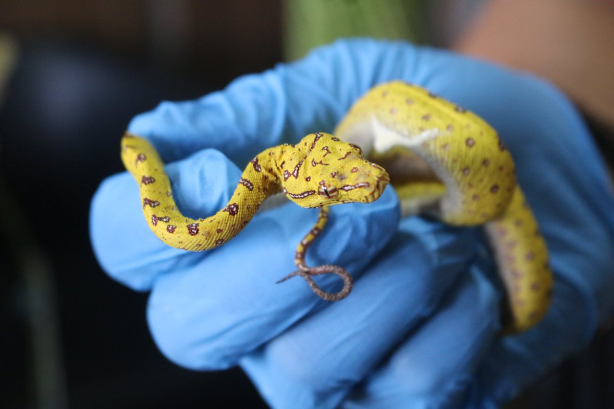 bahronialmansur's tweet image. Ular ini adalah spesies yang masuk dalam kategori satwa langkah dan dilindungi, Penggagalan pemasukan tersebut berkat kerja sama yg baik antara Intelijen Karantina tg priok dan Bais #ular #satwa #PapuaIndonesia