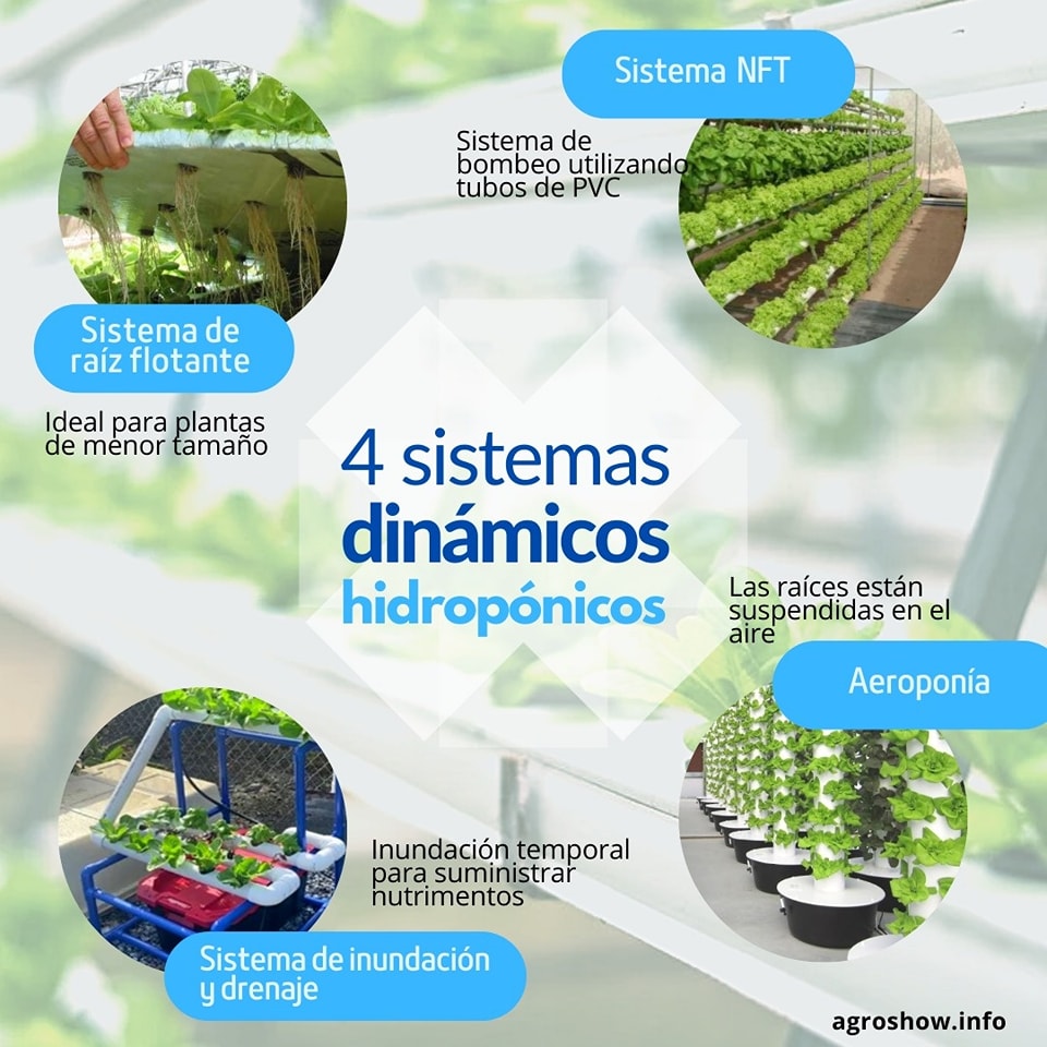 La hidroponía nos ofrece múltiples ventajas, pero es necesario conocer los sistemas hidropónicos y cuál es el más adecuado. 

¿Preparado para elegir tu sistema hidropónico? 

Ingresa en agroshow.info 
.
#agroshow #agronegocio #agrotendencia #hidroponia