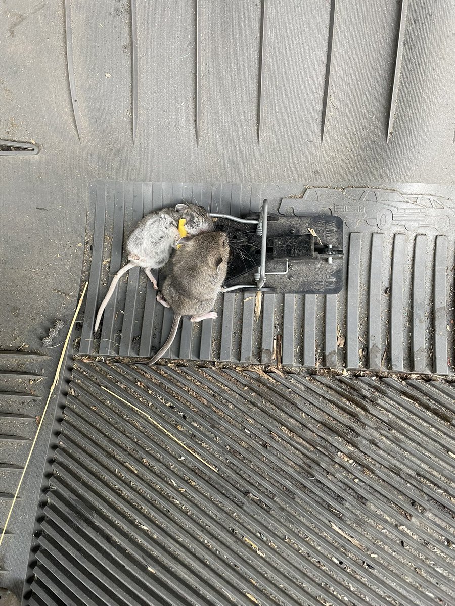 I was sceptical when the store said that these were good mouse traps!