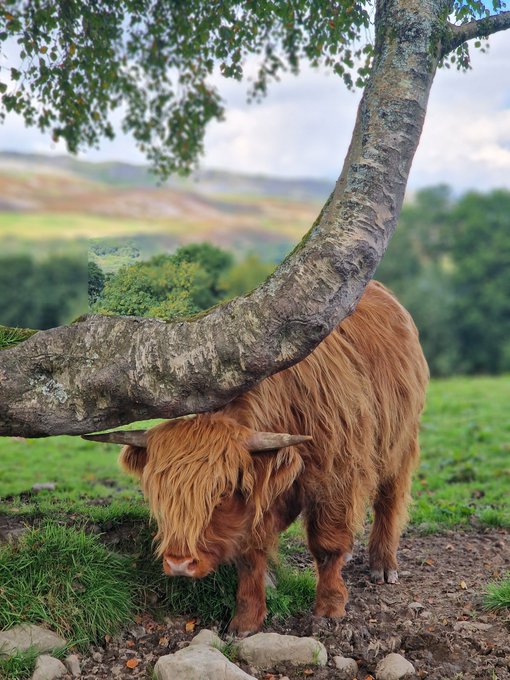 fluffy cow under a low tree branch