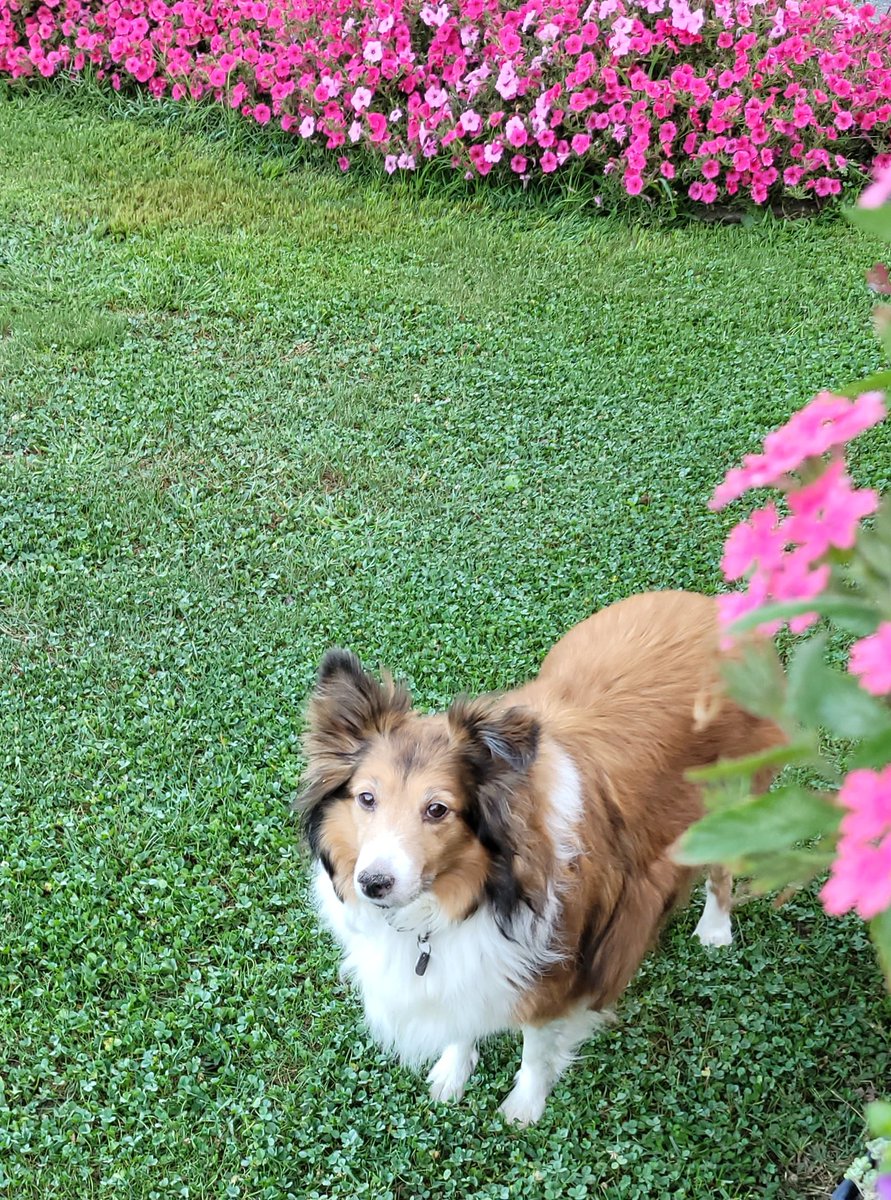 Chilling in my clover lawn. No more brown spots🩷💚