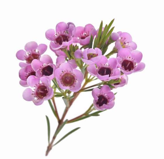 Meaning of Waxflower
The flower is used to express good luck and best wishes of lasting success. It is also symbolic of enduring wealth and riches. In terms of love and romance, this flower symbolizes a lasting love or love that endures time and trials.
#Zhangzhehan