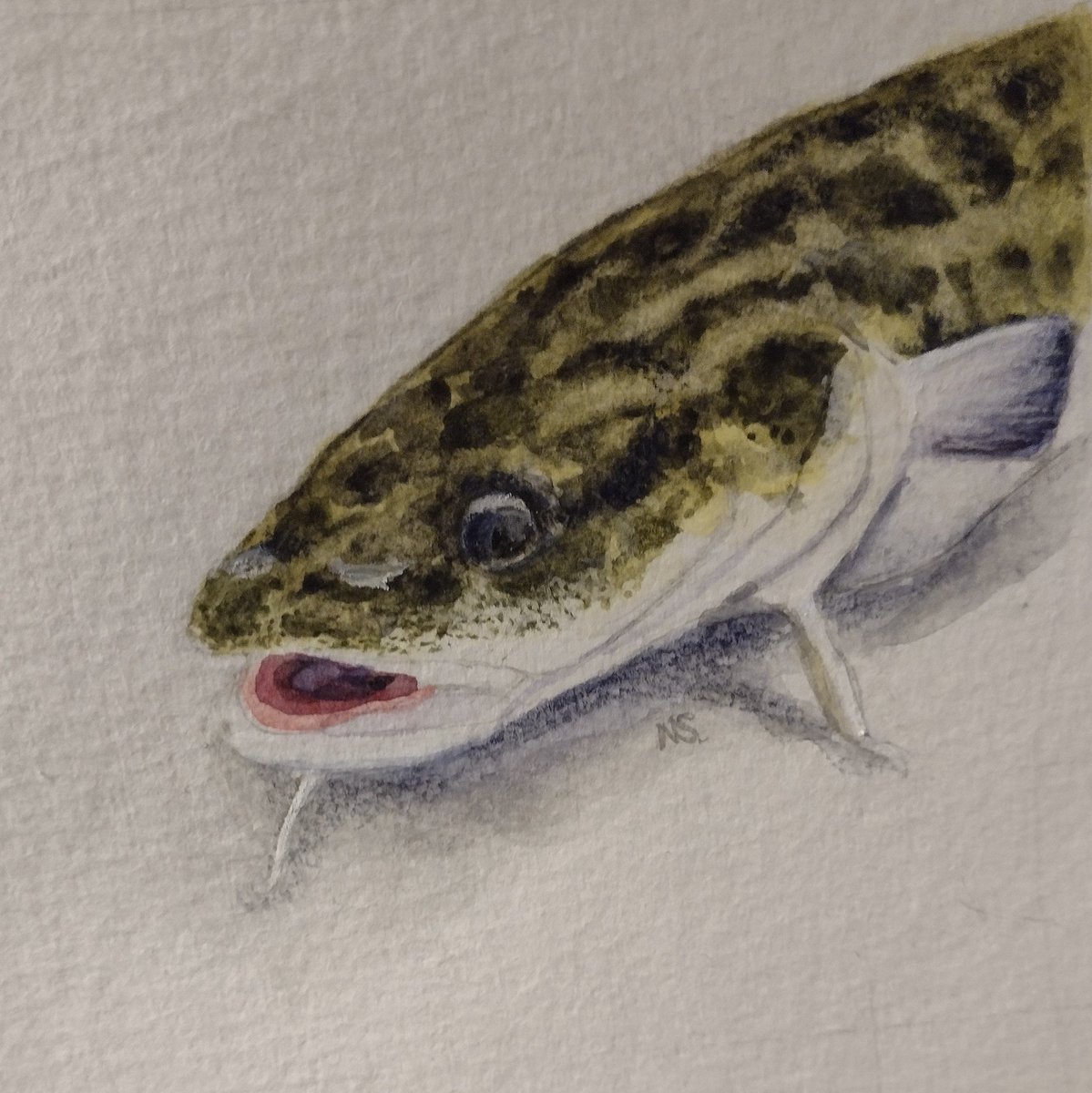 For this #SciArtSeptember #SundayFishSketch crossover prompt: favourite. The burbot, my all-time, number one, favourite fish.