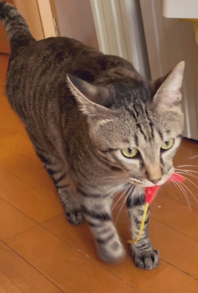 RINGO1816's tweet photo. 猫ちゃん情報を頂いて、ボランティアの方と一緒に捜索に出かけて来ました‼︎トラくんではなかったけれどとても似たその姿に泣きそうになりました。あの時トラくんをベランダに出したことを後悔しない日は一度もないけれどあの子に出会えた事実と過ごした時間は宝物です　#猫　#捜索 https://t.co/UtegL0zKon