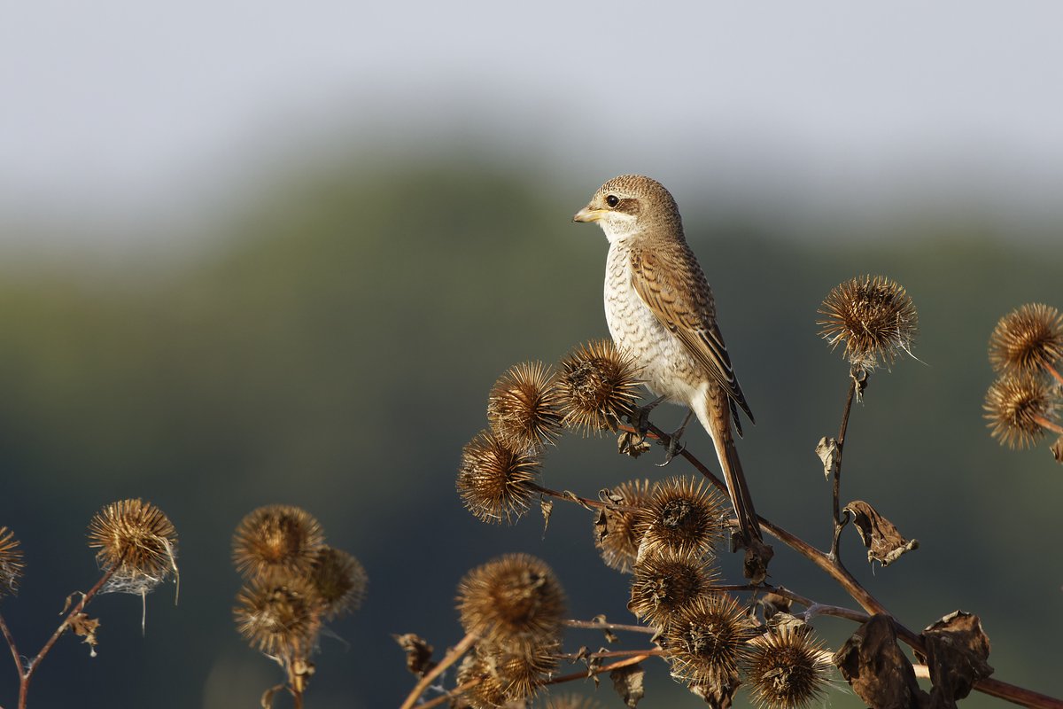 Nice to find a Juvenile Red-backed Shrike on my local patch at Osterley Farmland this morning.