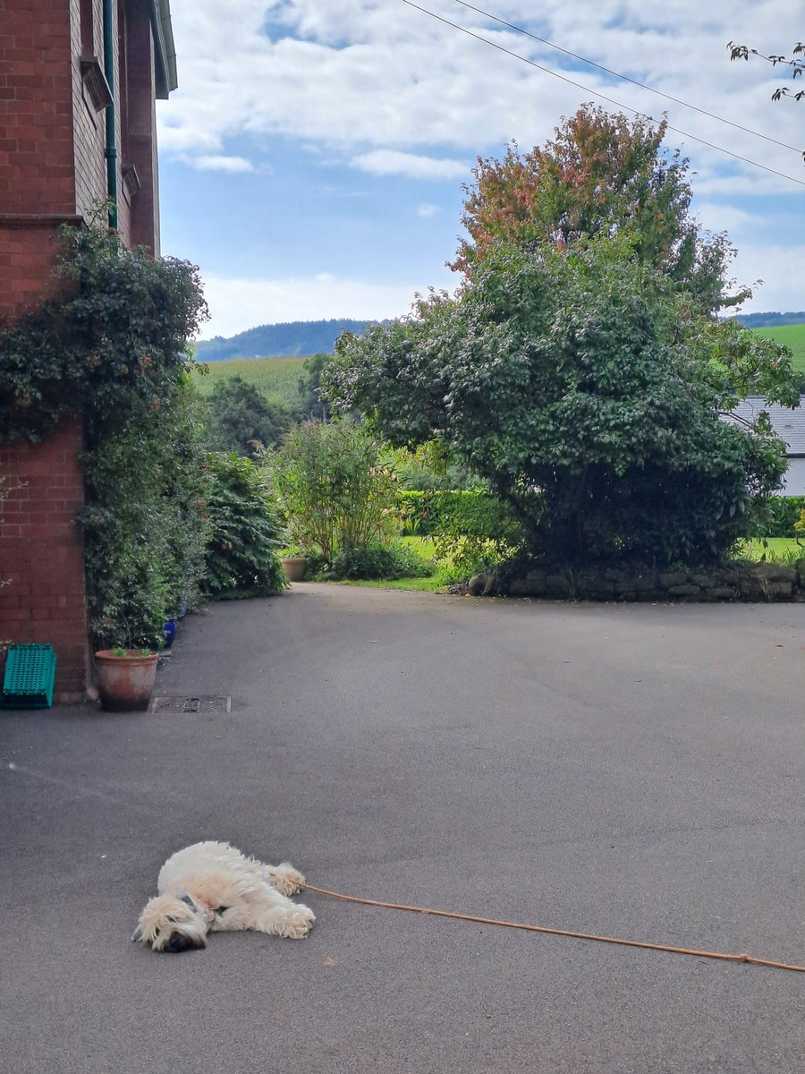 Hooper_Wheaten's tweet photo. ...and relax! On hollibobs in Glorious Devon!!

#wheatenterrier
#scwt
#dogsoftwitter
#devon https://t.co/Vrhsbbk3c1
