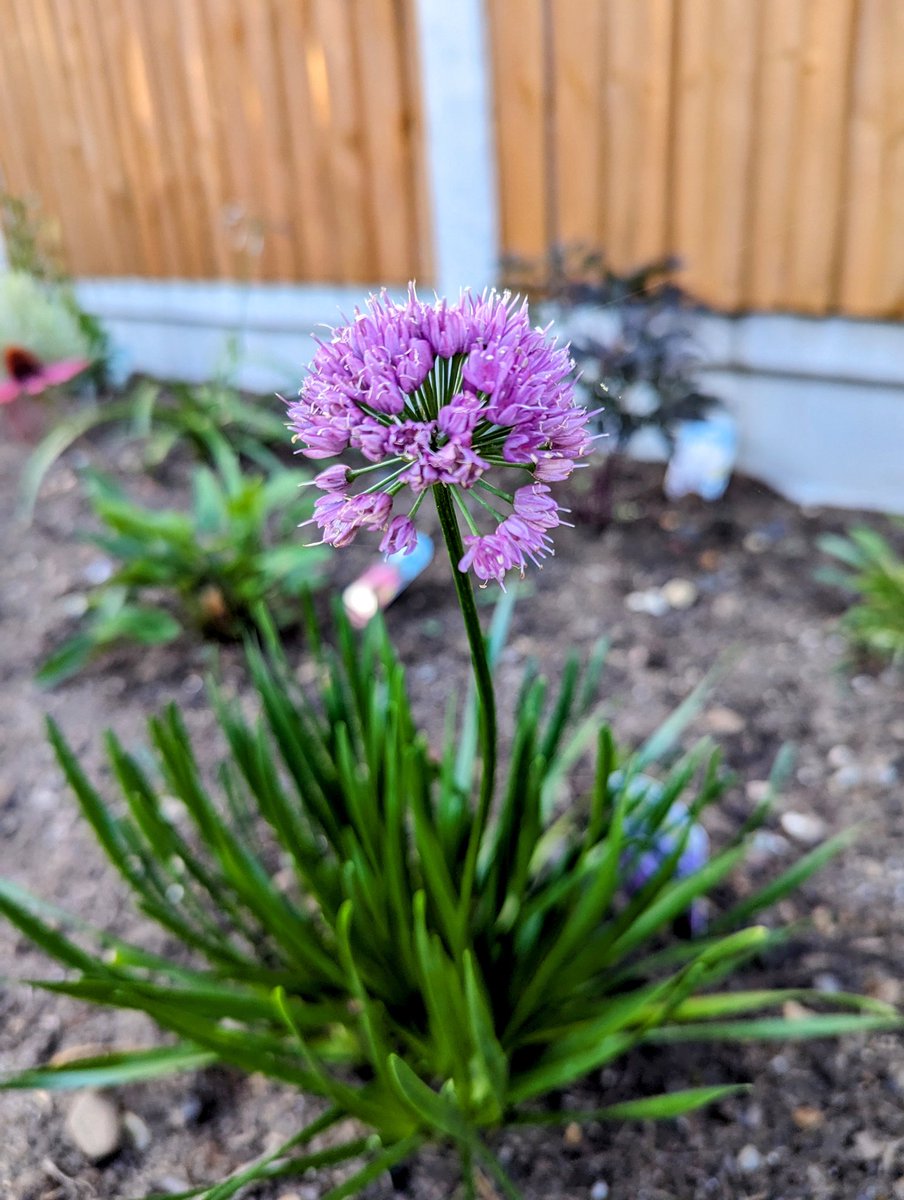 JessTungsten's tweet photo. Happy Sunday, lovelies! 🤗🥰🌿 I hope you're having a great weekend! 

Here are a few piccies from my garden to help brighten your timeline ☺️❤️ https://t.co/4nbv57M3pc