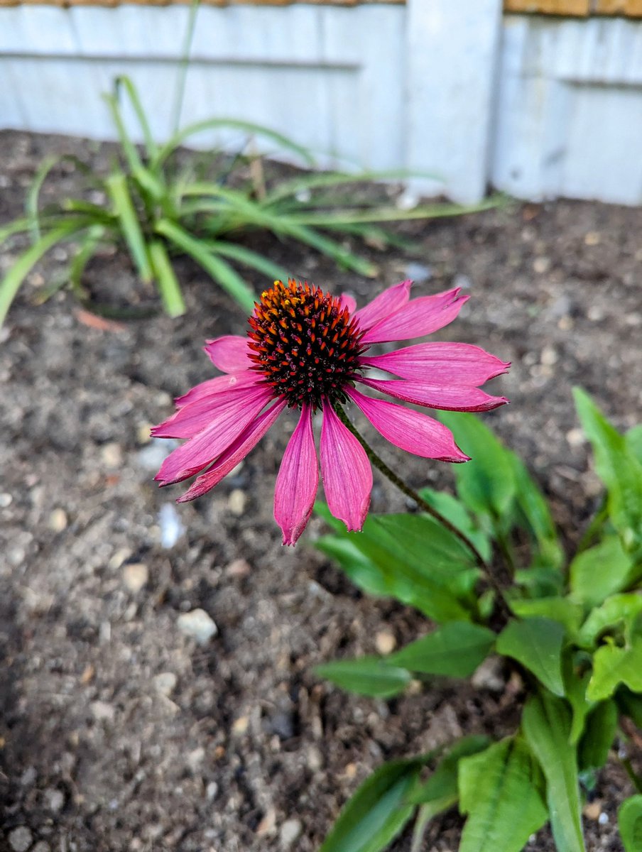 JessTungsten's tweet photo. Happy Sunday, lovelies! 🤗🥰🌿 I hope you're having a great weekend! 

Here are a few piccies from my garden to help brighten your timeline ☺️❤️ https://t.co/4nbv57M3pc