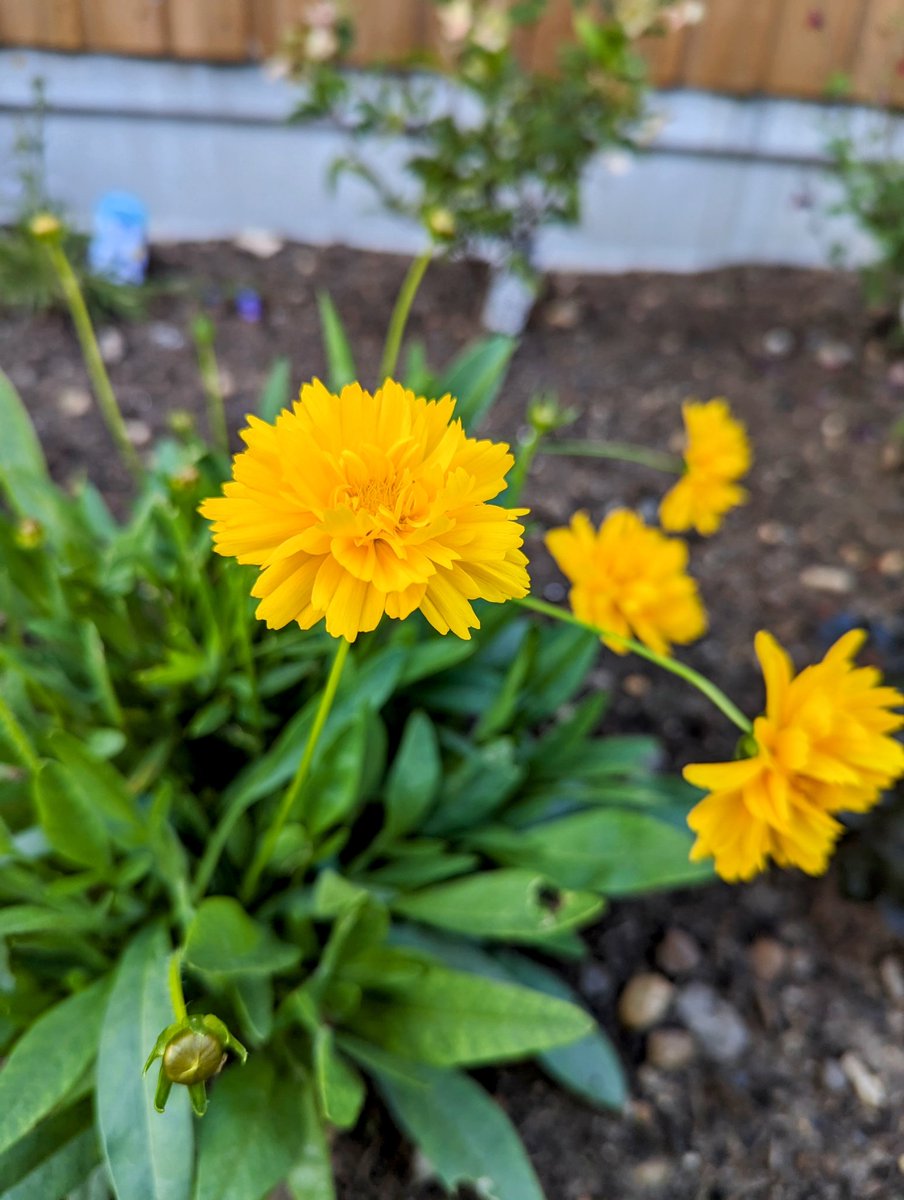 JessTungsten's tweet photo. Happy Sunday, lovelies! 🤗🥰🌿 I hope you're having a great weekend! 

Here are a few piccies from my garden to help brighten your timeline ☺️❤️ https://t.co/4nbv57M3pc