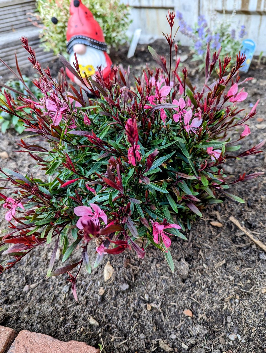 JessTungsten's tweet photo. Happy Sunday, lovelies! 🤗🥰🌿 I hope you're having a great weekend! 

Here are a few piccies from my garden to help brighten your timeline ☺️❤️ https://t.co/4nbv57M3pc