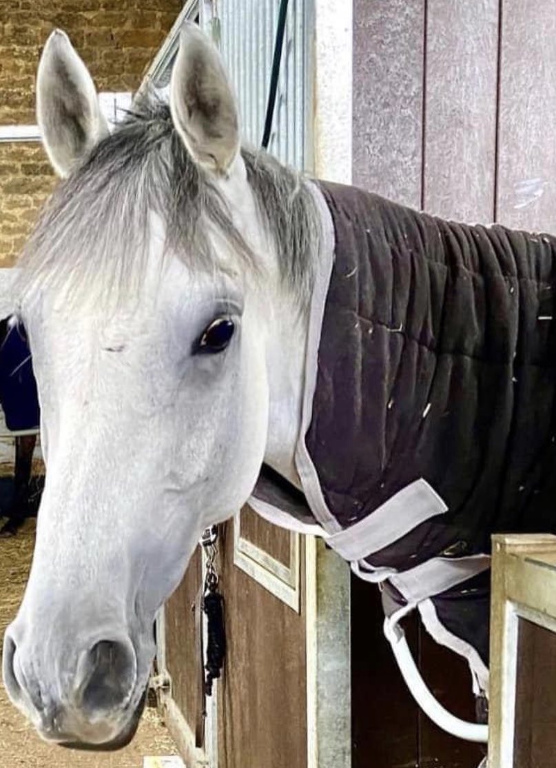 Two #CHEfavourites run at Worcester today
Div Ine Tara for @FOBRacing owners Karen Exall and Greg Molen. 
Milanese Rose for @Neil_Mulholland and owner Jonathan Whymark
we wish these two lovely mares and all connections the best of luck! 

#CHEholidayers #CHEpretrainers #teamCHE