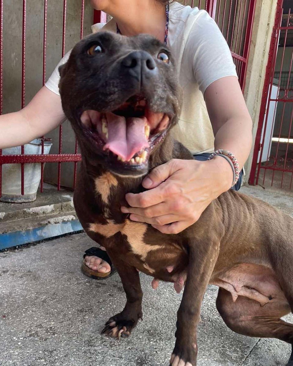 DogKlara's tweet image. Getting quite desperate and sad at same time, I have 13 homable dogs right now. Some have sat 4 years waiting, some 18 months and some 8 months. Not sure what to do anymore cause no one is offering them a home. Sure, a few applications, but none goes all the way. Need help! #dogs