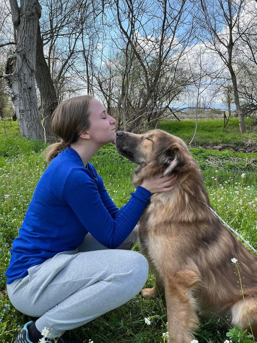 DogKlara's tweet image. Getting quite desperate and sad at same time, I have 13 homable dogs right now. Some have sat 4 years waiting, some 18 months and some 8 months. Not sure what to do anymore cause no one is offering them a home. Sure, a few applications, but none goes all the way. Need help! #dogs