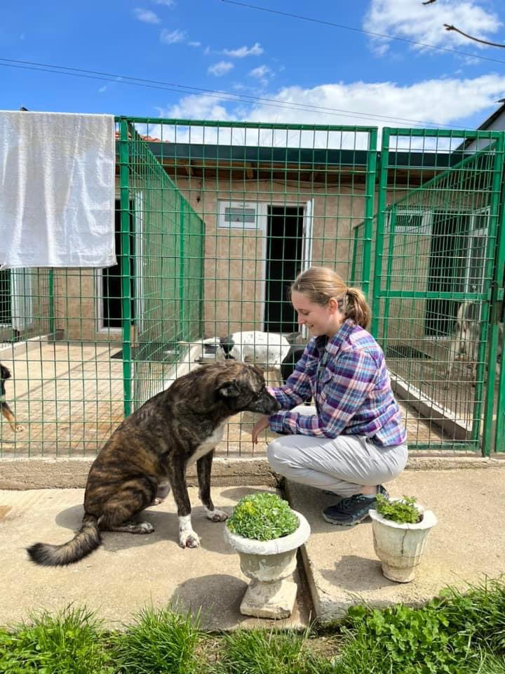 DogKlara's tweet image. Getting quite desperate and sad at same time, I have 13 homable dogs right now. Some have sat 4 years waiting, some 18 months and some 8 months. Not sure what to do anymore cause no one is offering them a home. Sure, a few applications, but none goes all the way. Need help! #dogs