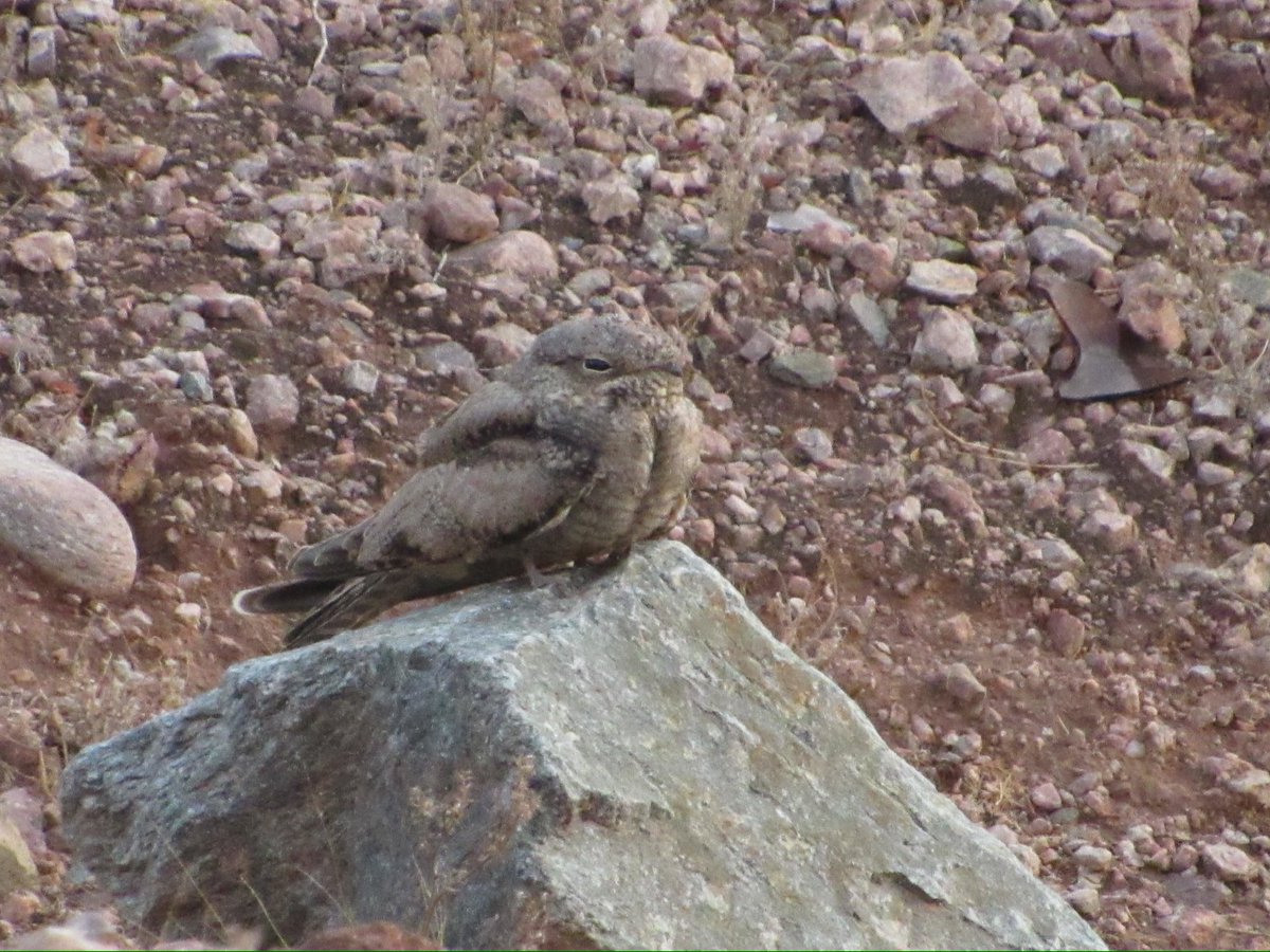 LayoverBirder's tweet photo. What a treat— immature Lesser Nighthawk posing in Papago Park, #PhoenixAz #birding #BirdsSeenIn2023 https://t.co/x3jcoBQ7Hq