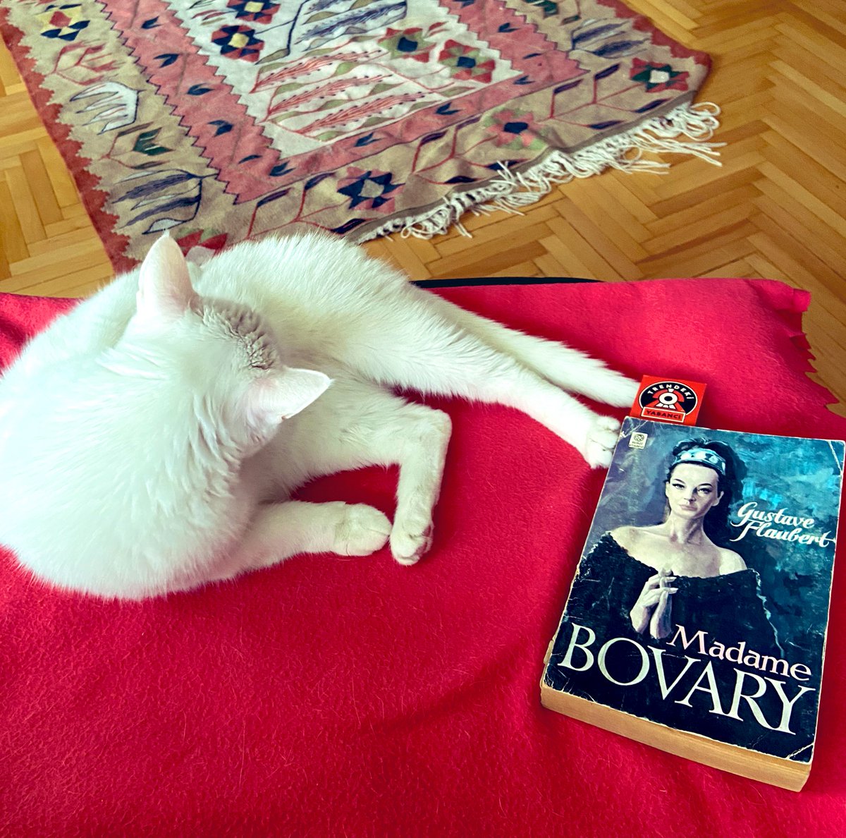 ncaglayan's tweet photo. Yağmurlu Pazar günü en sevdiğim 💕📚 #kitap #maviayrac #okumahalleri https://t.co/fXafrKdnXp