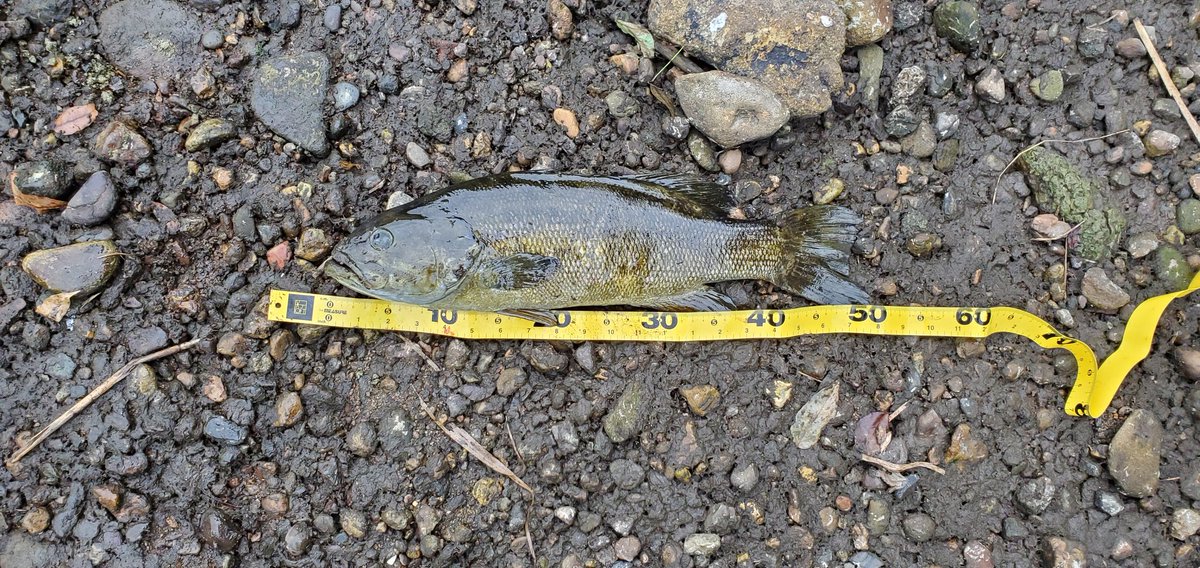 akesoki's tweet image. スモール新記録！
50センチジャスト！

朝イチトップにて

今日だけで、44、33、50の３匹を立て続けにゲット！
時間にして一時間。。。

コスパいいね👍️

#バス釣り
#川バス
#スモール
#本当は鯰が釣りたい