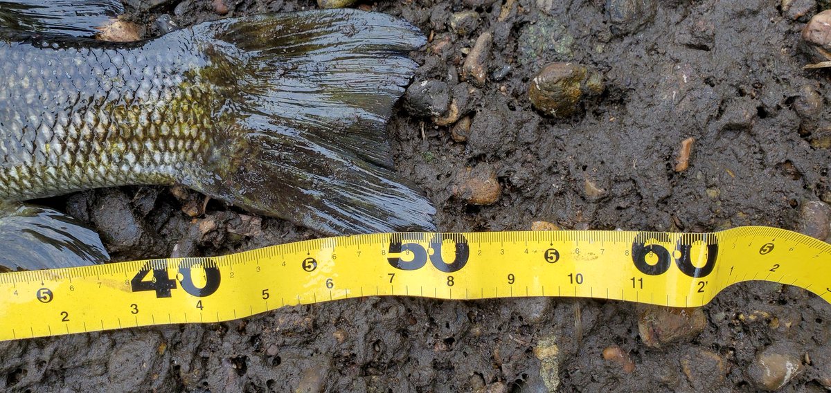 akesoki's tweet image. スモール新記録！
50センチジャスト！

朝イチトップにて

今日だけで、44、33、50の３匹を立て続けにゲット！
時間にして一時間。。。

コスパいいね👍️

#バス釣り
#川バス
#スモール
#本当は鯰が釣りたい