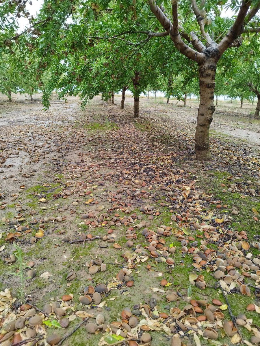 AlbertoVimar's tweet photo. Estos serán los escenarios que veremos las próximas semanas , de ahí la importancia de tener los suelos preparados . Da igual nuestro plan de cosecha sea suelo o vuelo , los suelos SIEMPRE los debemos de tener preparados , es una buena inversión . #Vimarequiposcom #almoliveagroservices
