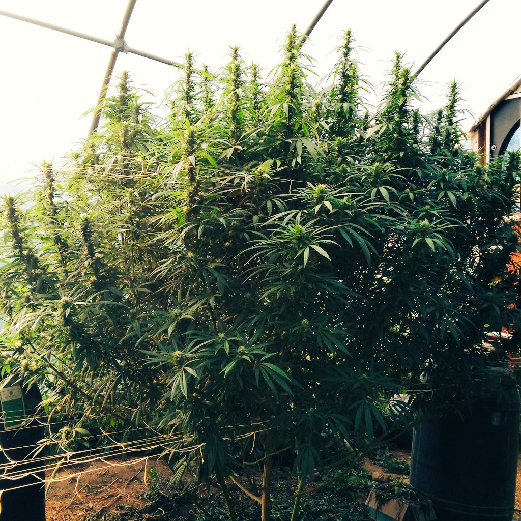 Cannabis is a thing of beauty! 👏😍

#hemp #cbd #medicalcannabis #mmj #dank #dankmemes #feco #fourtwenty #weshouldsmoke #genetics #terpenes #cannabiscup #flower #indoor #outdoor #greenhouse #hightimes #cannabis #cannabis #indica #sativa #cannabiscommunity #cultivation #weedworxs