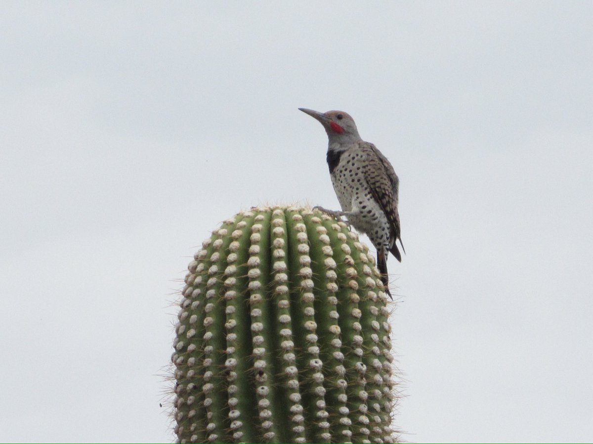 LayoverBirder's tweet photo. Gilded Flicker in appropriate habitat. #PhoenixAz #BirdsSeenIn2023 #birdphotography https://t.co/ZurXZytbhR