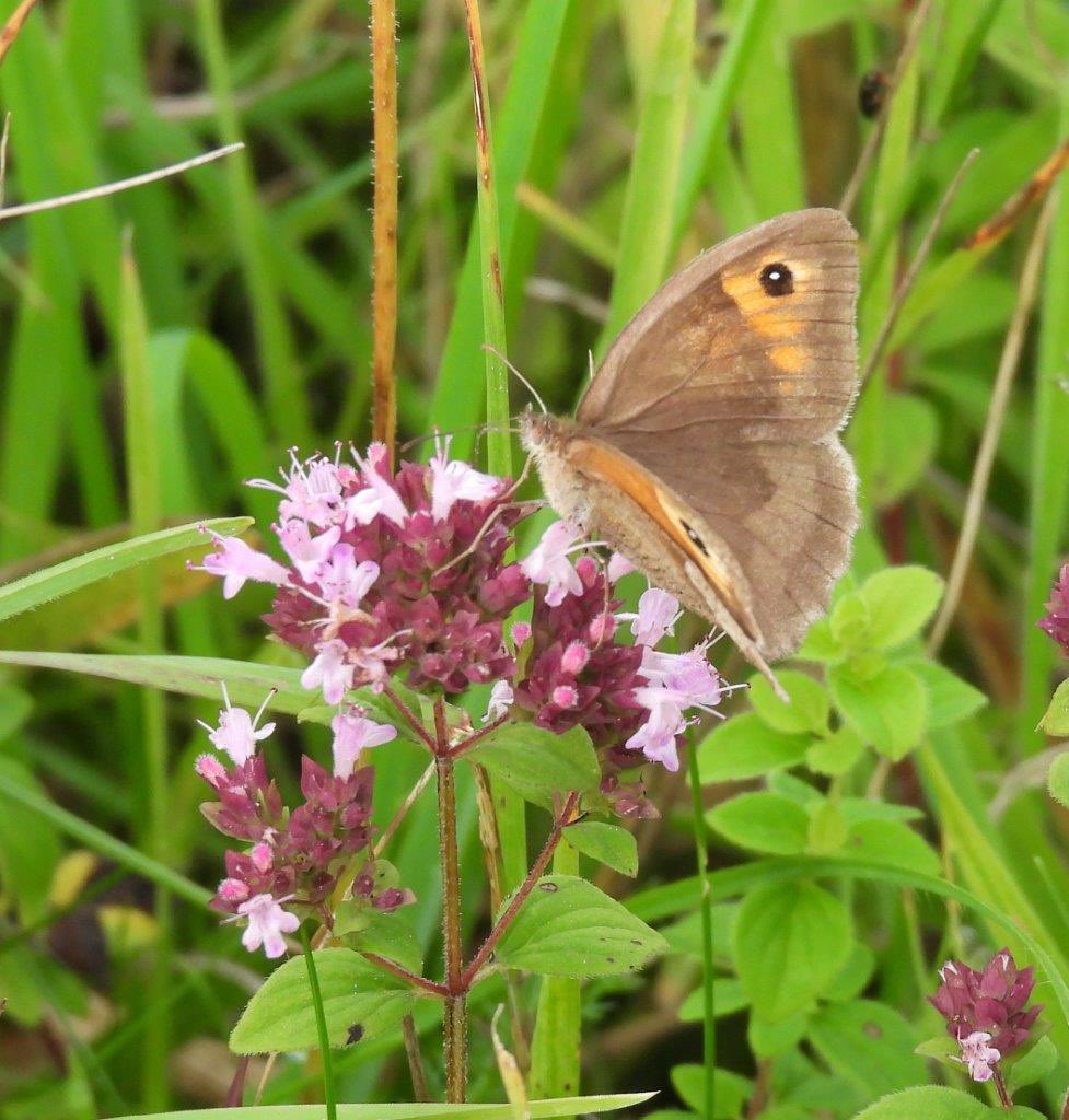 Aston Rowant, yesterday morning. Brimstone, Small White & Meadow Browns. @savebutterflies @BBOWT @UpperThamesBC