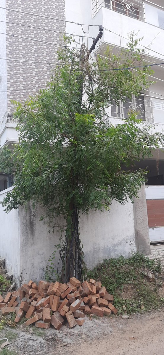 Request to uproot the tree, it's becoming riskier.. @TANGEDCO_Offcl , @TThenarasu . Location , 1 st Street,  Bharathi nagar,  ponniammanmedu. @PKSekarbabu