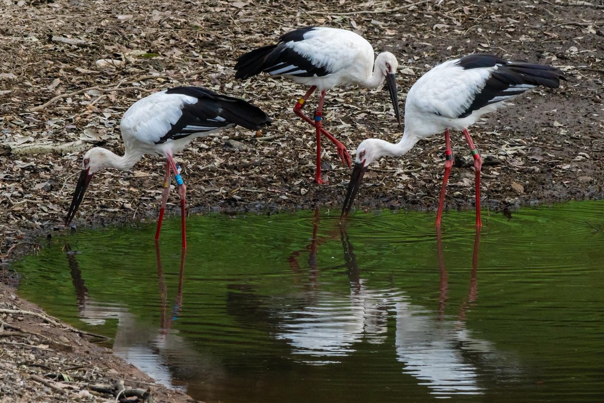 s7t73pf71's tweet photo. 今日のコウノトリ
#j0272 #j0293 #j0332 #j0423 https://t.co/R2JSrmngff
