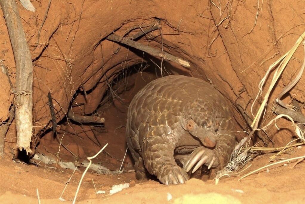 KalahariProject's tweet photo. Congratulations to @WendZ_222 on the publication of more of her PhD work, investigating how pangolins respond to changing food availability. Many long hours of data gathering in the Kalahari, supported by @Suzuki_ZA and @Tswalu.  https://t.co/Y4OIcYinmi https://t.co/nAv6Iq1LZD