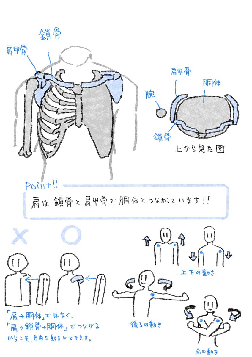 肩の描き方メモ📝

作画の説得力が上がる講座はコチラ▼▼▼
https://t.co/7u5YSmDRi7 