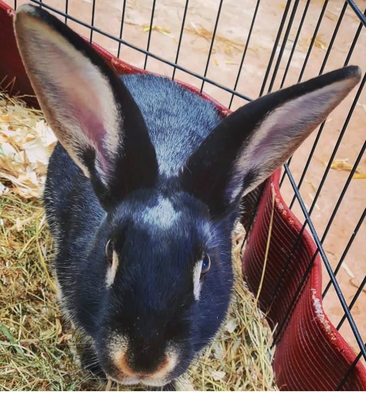 Occombe_Farm's tweet image. It's Animal of the Week time!

Naughty - Sprout the Pygmy Goat escaped her pen and ran around the whole farm at top speed! 

Nice - Snuffy our Bunny for being friendly at a Birthday Party. She gave lots of cuddles.

#animaloftheweek #ocombefarm #farmfun #naughtyandnice