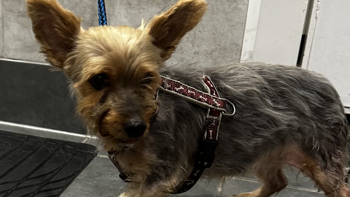 AdoptionsUk's tweet photo. Please retweet to HELP FIND THE OWNERS OF THESE 3 STRAY DOGS FOUND #HARROW #LONDON 1-2 SEPT

Now in council pounds for 7 days, they could be missing or stolen from another region. Please share widely 🌟

DETAILS👇
https://t.co/gvko0pjw8t
#dogs #pets @MissingPetsGB @DogslostUK @JaneFallon