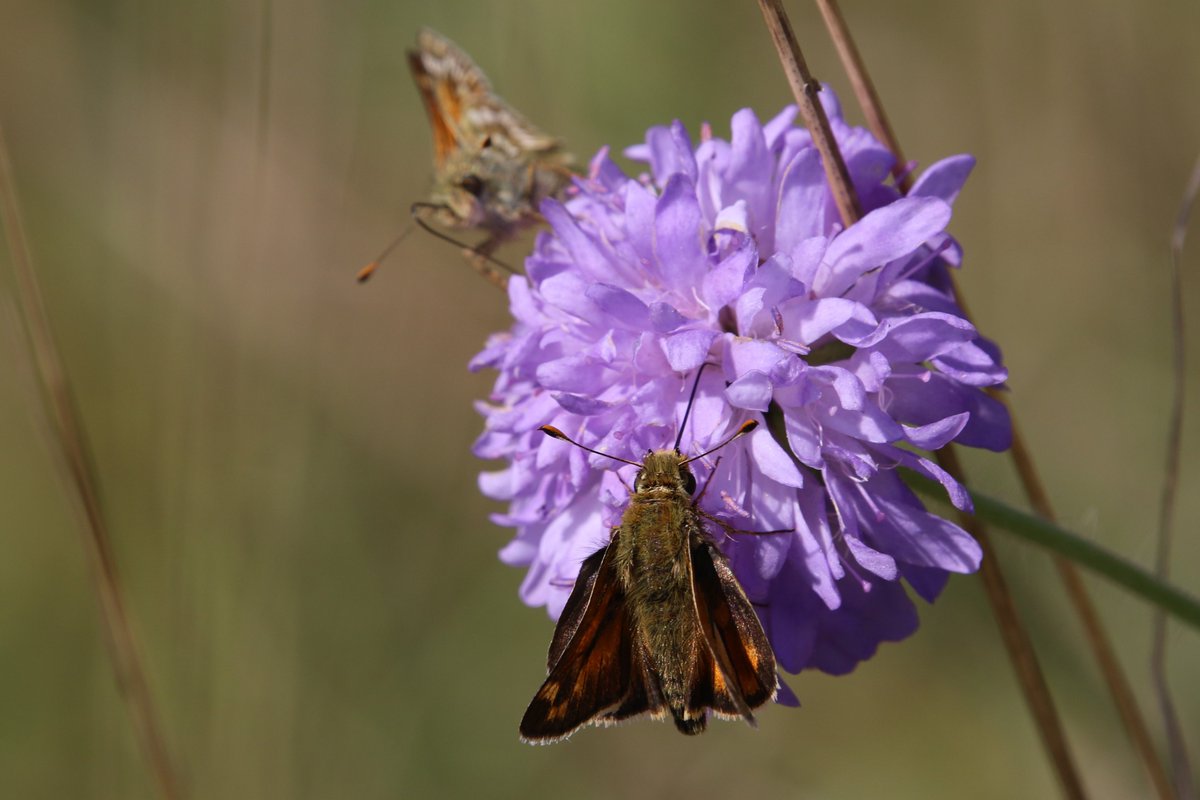 Silver-spotted Skippers