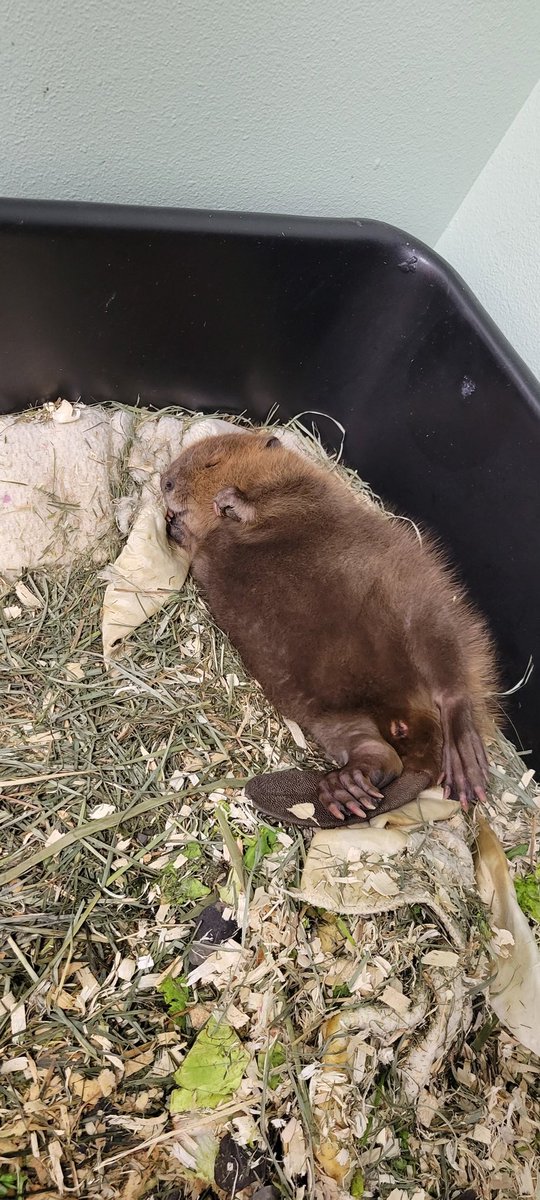 I just realized I never posted this to Twitter and I apologize for y'all almost missing out on sleeping baby beaver content 

(said beaver is getting treatment for a broken leg at a wildlife rehabber, do not try to treat wildlife on your own!)