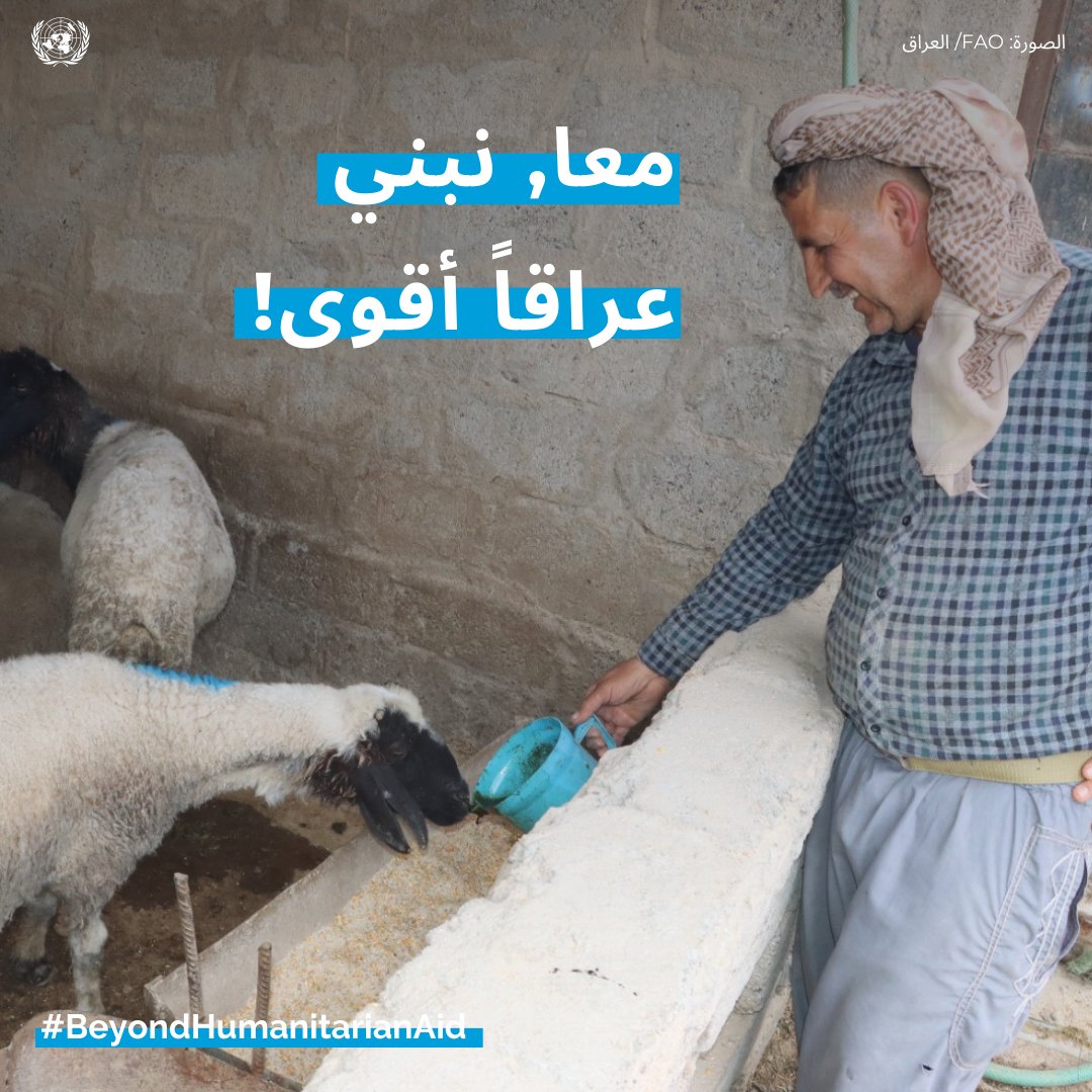 صغار المزارعين هم أساس #النظم_الغذائية في العراق! تواصل @FAOIraq تمكين المجتمعات الزراعية، مع التركيز على النازحين والعائدين من خلال استهداف المزارعين أصحاب الحيازات الصغيرة، وبناء قدراتهم وتزويدهم بإمكانية الوصول إلى الموارد والأسواق. #BeyondHumanitarianAid