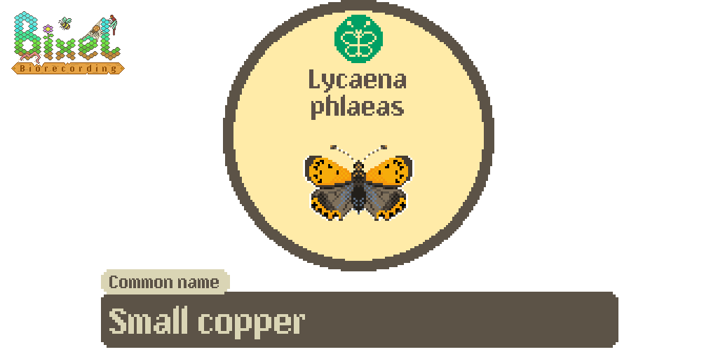 BixelBugs's tweet photo. Six-legged Sunday - Small copper (Lycaena phlaeas) my favourite common butterfly!

Their 2nd brood is coming to an end, but they can have 3 or even 4 broods in a year, ensuring they can keep us company well into Autumn!

@savebutterflies @ukbutterflies @AndyWyldes @dave_b_james https://t.co/5KUmE50IZA