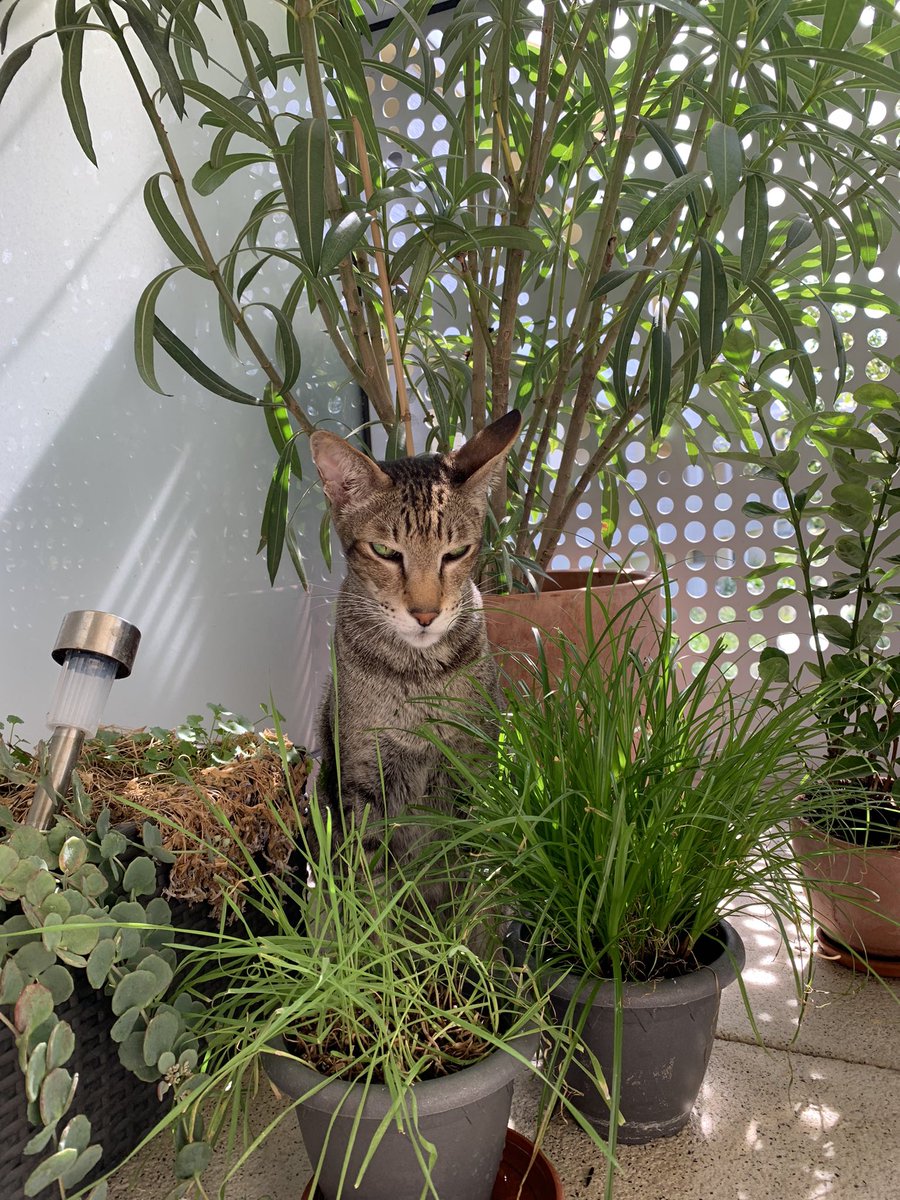fluctuat_nec_'s tweet photo. Ipolyte &amp; l’herbe à chats 🪴🙀🚬 #accroc https://t.co/qFKLq3KY2w