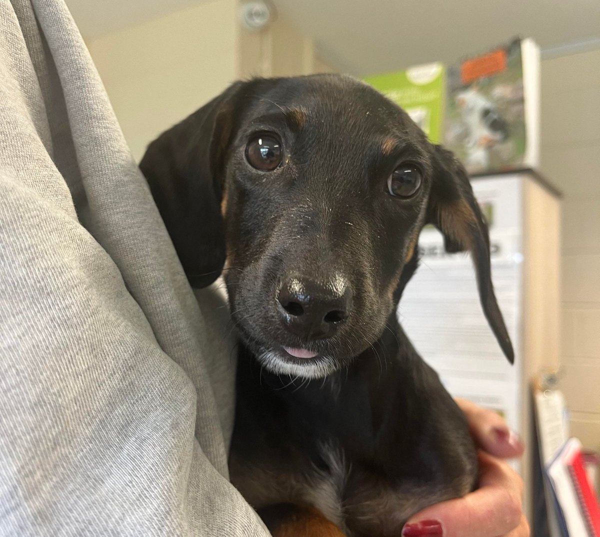 AdoptionsUk's tweet photo. Please retweet to HELP FIND THE OWNER OR INFORMATION ABOUT THESE 2 STRAYS FOUND #PRINCESRISBOROUGH #BUCKINGHAMSHIRE #UK   

2 Dachshund Cross puppies about 16 weeks old both male. Now in a council pound they could be missing or stolen from another region, please share widely.  DETAILS👇 
https://t.co/gvko0pjw8t #DACHSHUND #dogs #puppies #HighWycombe