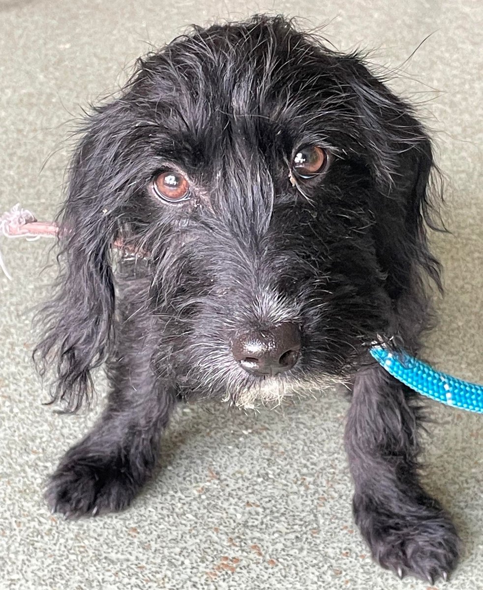AdoptionsUk's tweet photo. Please retweet to HELP FIND THE OWNER OR INFORMATION ABOUT THESE 2 STRAYS FOUND #PRINCESRISBOROUGH #BUCKINGHAMSHIRE #UK   

2 Dachshund Cross puppies about 16 weeks old both male. Now in a council pound they could be missing or stolen from another region, please share widely.  DETAILS👇 
https://t.co/gvko0pjw8t #DACHSHUND #dogs #puppies #HighWycombe