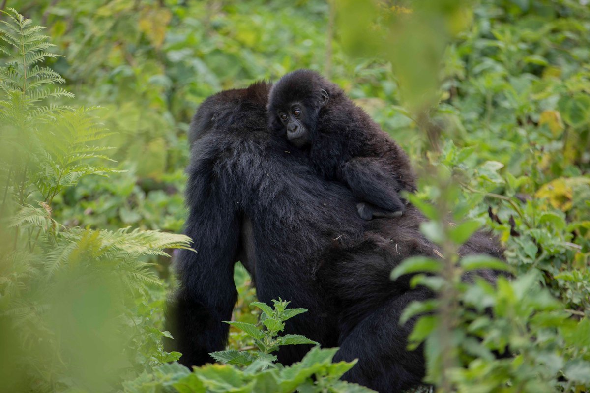 Exciting three-day mission in #Rwanda focusing on a major pillar of @UNESCO’s mandate: protecting #biodiversity by finding a balance between humans and the environment. The country has saved mountain gorillas by putting local communities at the heart of conservation strategies.