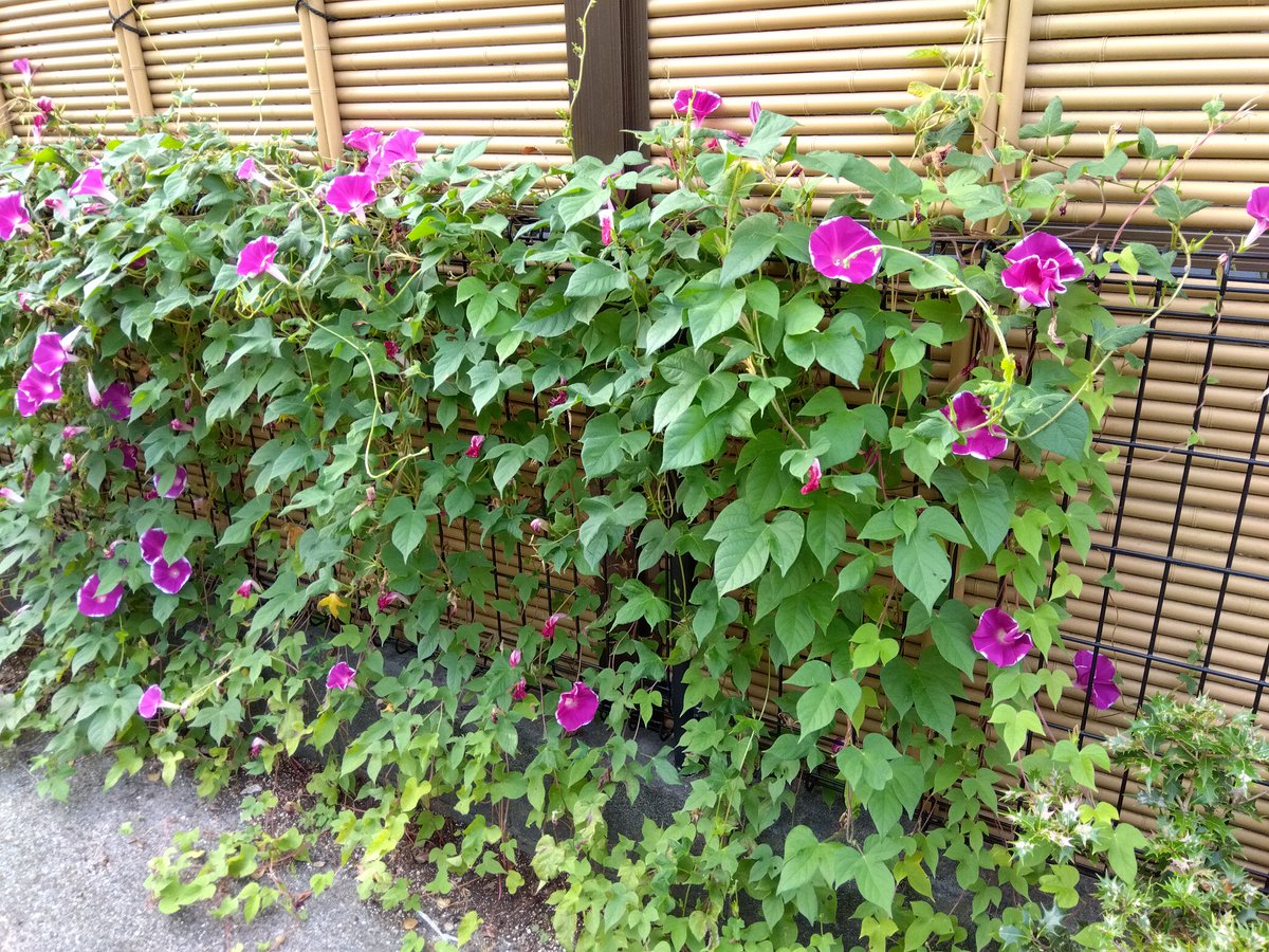 jun221atsu103's tweet photo. 9月に入ってかそけき秋が感じられるようになりました。今年の夏は例年になく蝉の鳴き声が少なかったように思います。今街は蝉の鳴き声よりも虫の音が優勢です。夏の花といえば朝顔と向日葵。楚々とした和の朝顔と夏の生命そのものといった、圧倒的な洋の向日葵。どちらもそろそろ盛りが過ぎています。 https://t.co/Ig2btL6WHW