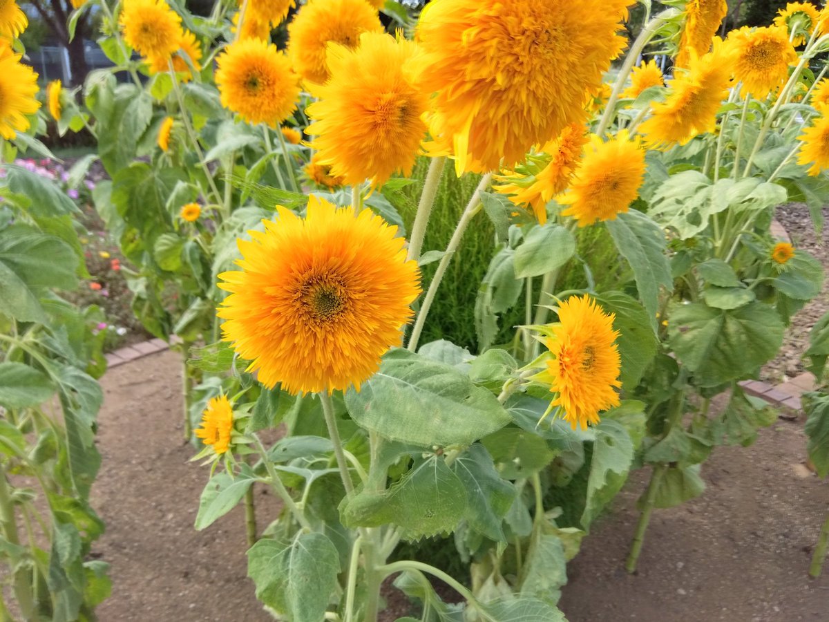 jun221atsu103's tweet photo. 9月に入ってかそけき秋が感じられるようになりました。今年の夏は例年になく蝉の鳴き声が少なかったように思います。今街は蝉の鳴き声よりも虫の音が優勢です。夏の花といえば朝顔と向日葵。楚々とした和の朝顔と夏の生命そのものといった、圧倒的な洋の向日葵。どちらもそろそろ盛りが過ぎています。 https://t.co/Ig2btL6WHW