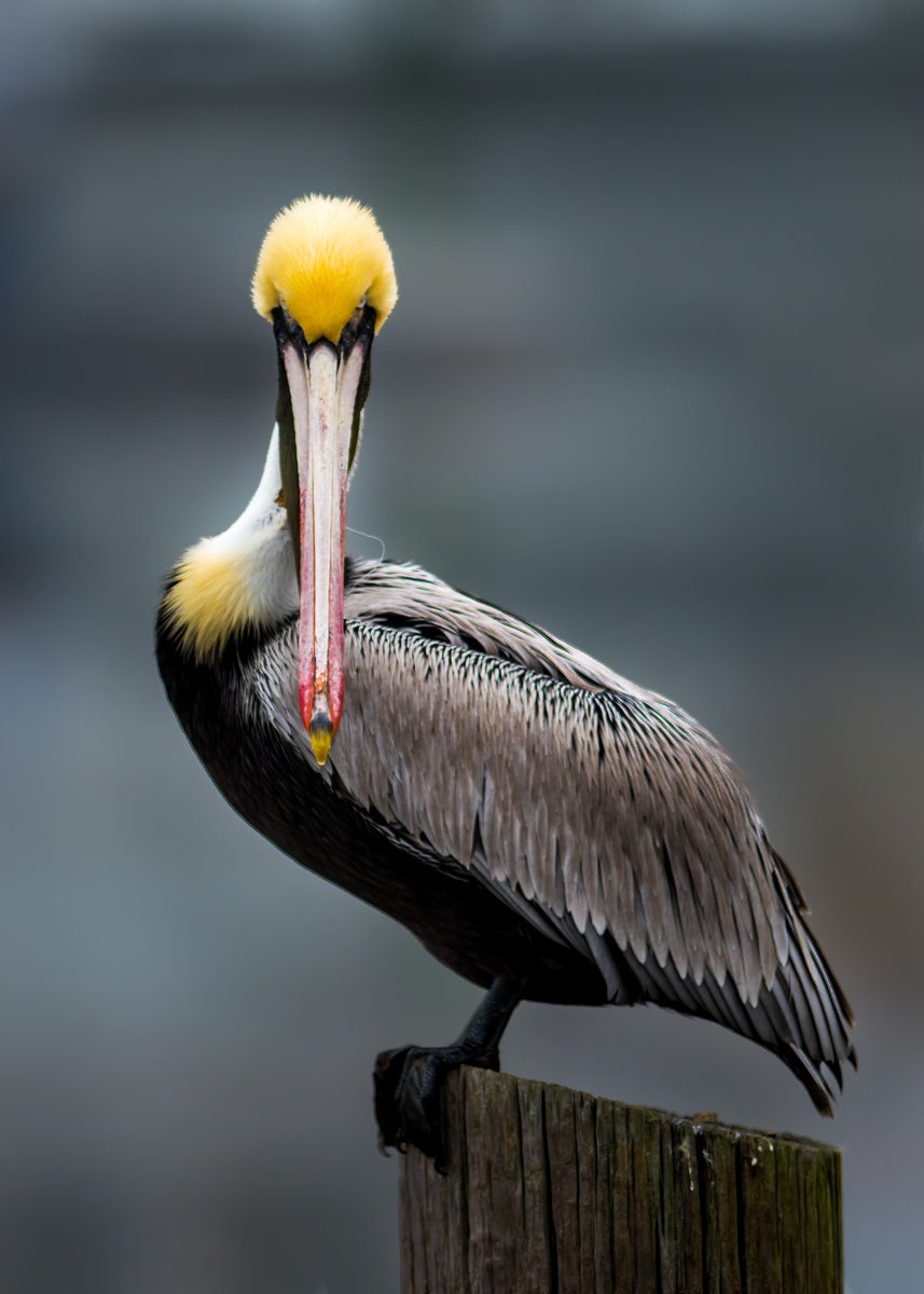Looking at you

#birds #birding #birdwatching #BirdTwitter #BirdsOfTwitter #nature #wildlife #pelicans #photography #birdphotography #NaturePhotography #wildlifephotography #birdlovers #naturelover #APPicoftheWeek