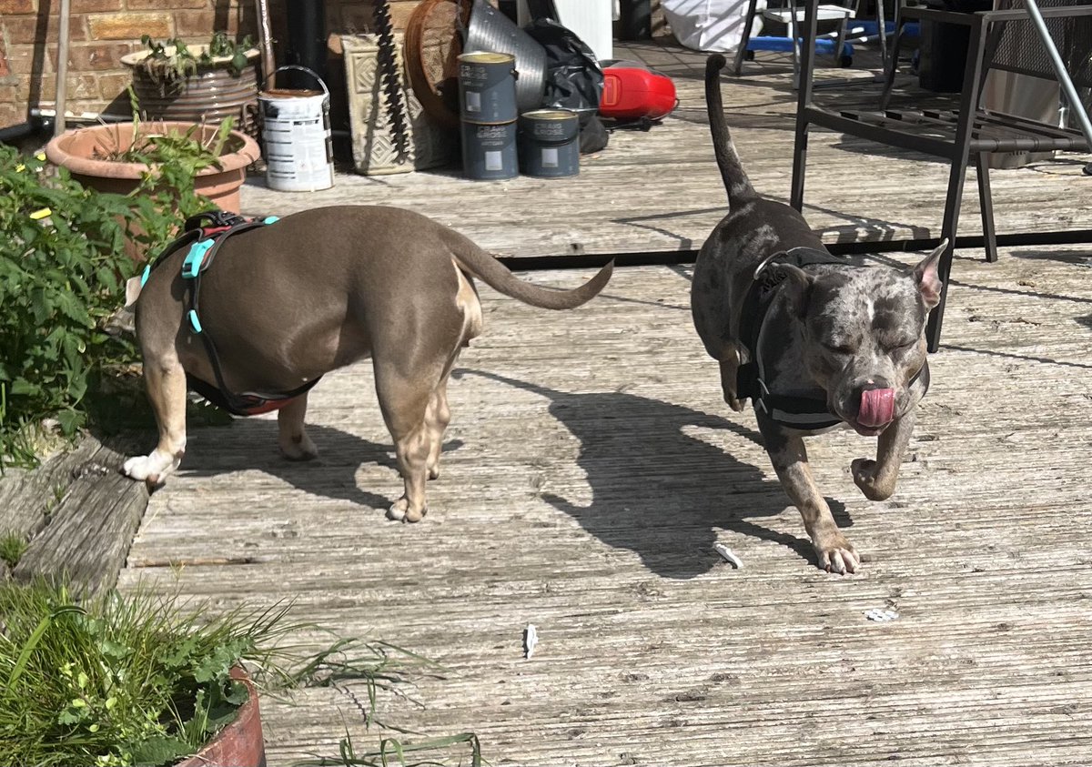 Bonnie meets juice super good juices behaviour has transformed already learning from the twins long way t go but really optimistic 🐶🐾🐾🐾