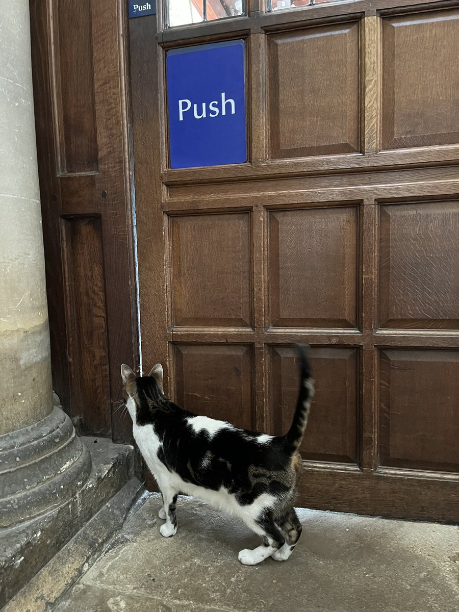 How long does it take for someone to let me out?! #catsoftwitter #cathedralcats
