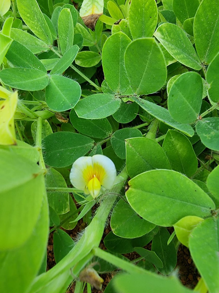 ENGN_YL's tweet photo. Gamma-Ray mutagen effect on peanut flowers. Double coloring is very rare mutation in that crop. #peanut #groundnut #mutation #plantbreeding #crop #field #oilcrop #flower #mediterranean #diversity https://t.co/RSupy6Df5U