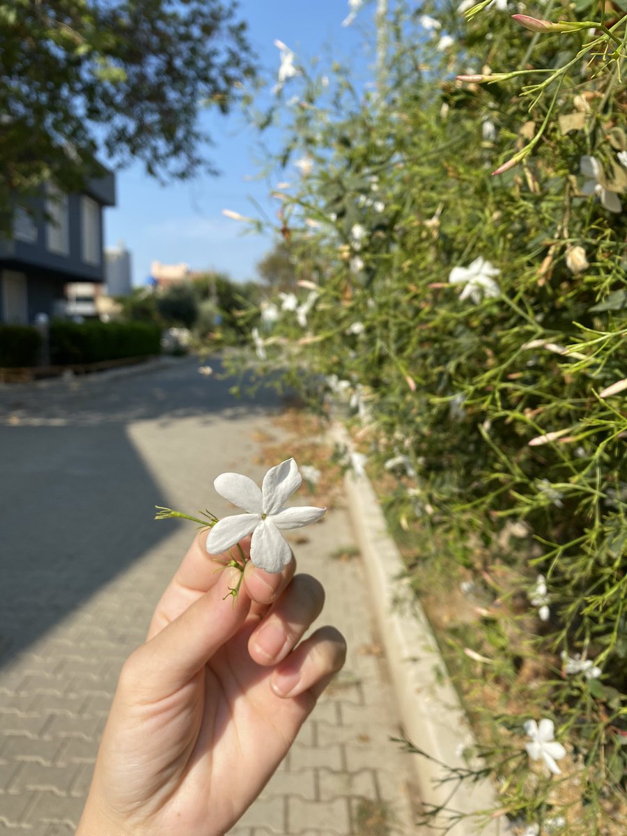 Gözümde tüten ne şehirler, ne insanlar, ne de kırlar ve ormanlardı. Açık denizleri🌊 etrafında duvar olmayan, uçsuz bucaksız yerleri arıyordum. Ama ruhumuz böyle gökyüzlerinde uçup dururken☁️ birdenbire yere inip insan küçüklüğü ile karşılaşmak ne tuhaf oluyor. #SabahattinAli 🐚