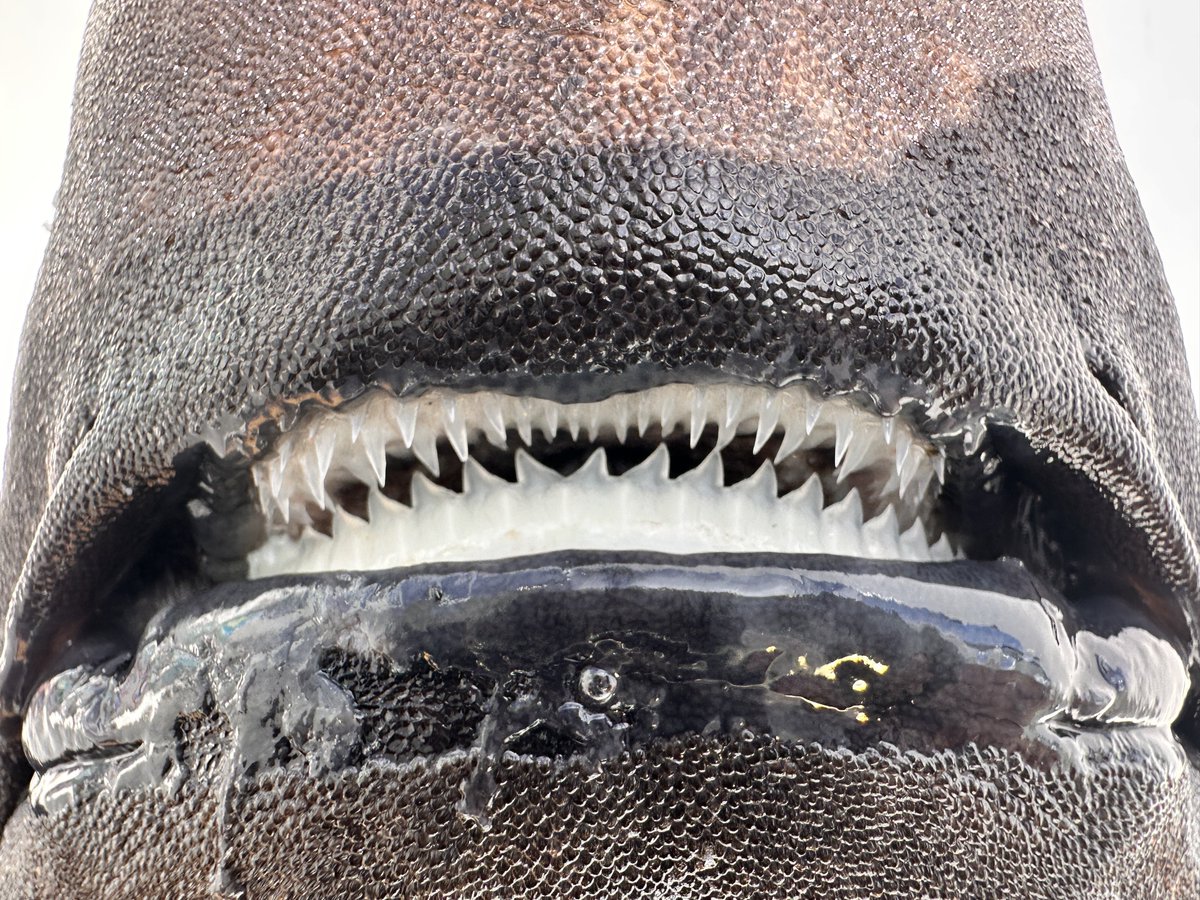 ヤバいと言っていたのはこちらの深海ザメ 超激レア深海ザメ🦈 を捕獲