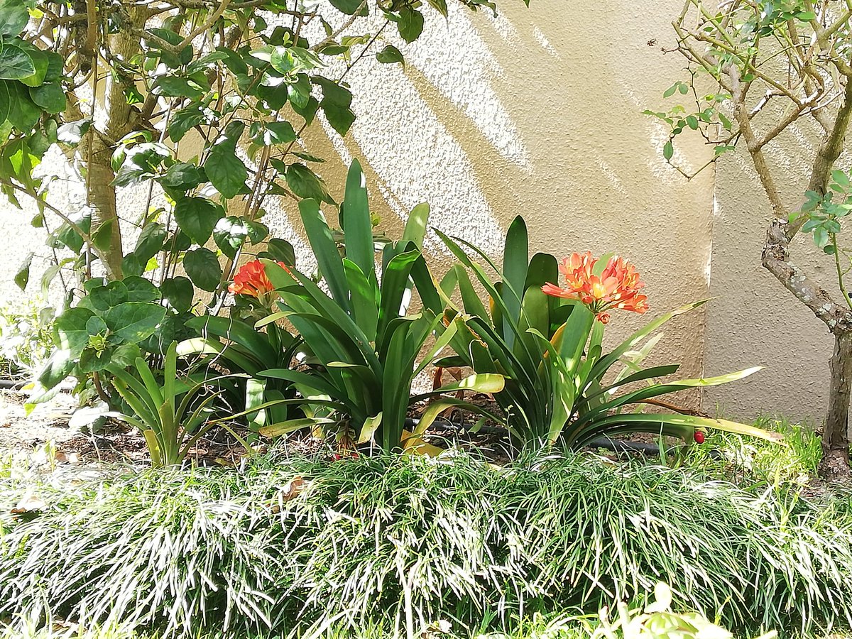 bra_ib's tweet photo. @CapeTown_Couple Gardening, weeds and trimming roses. https://t.co/ZwqRDzbZHs