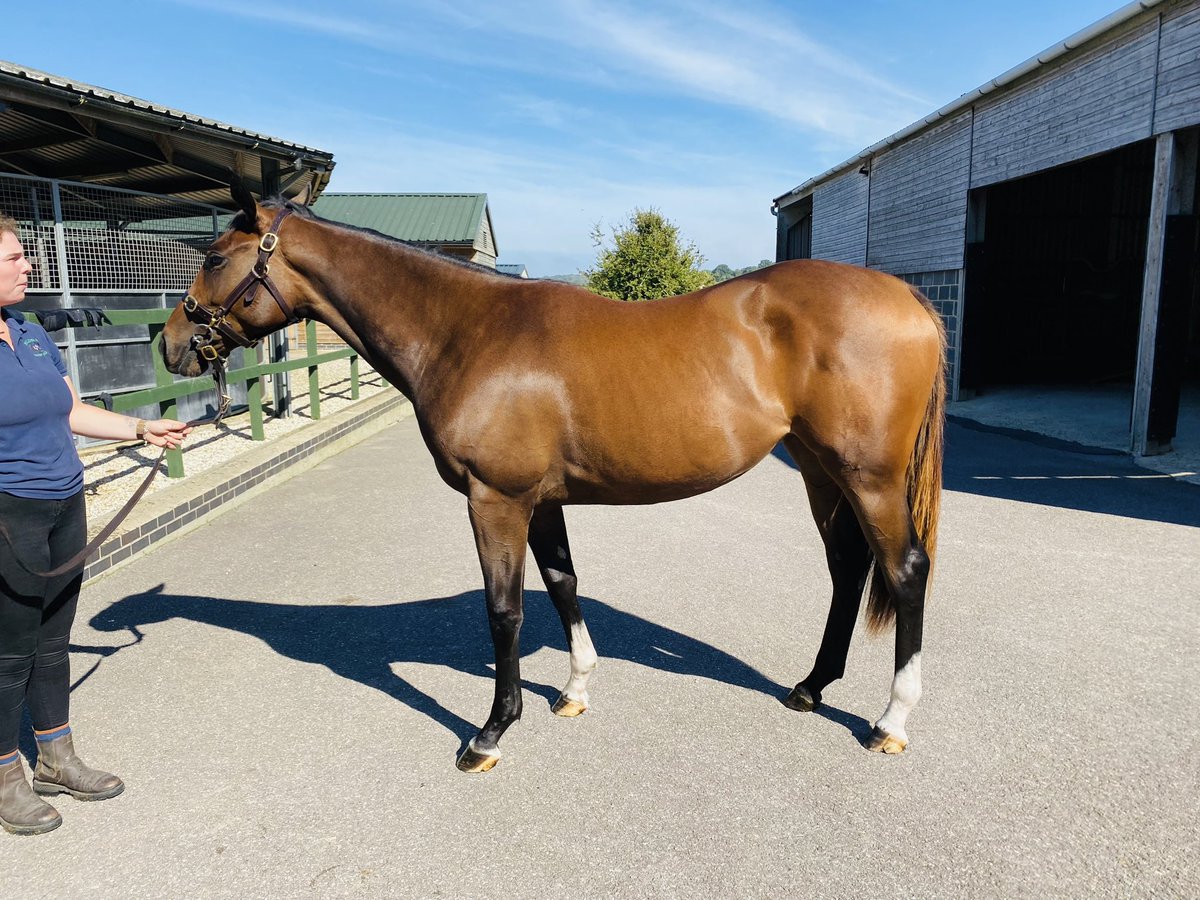 SamSSkillington's tweet photo. We went to see our Churchill Filly at Mildmay Farm and Stud this morning, she’s coming on very well and looks great! https://t.co/8Ki7kLdLvr